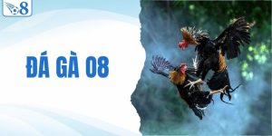 đá gà o8