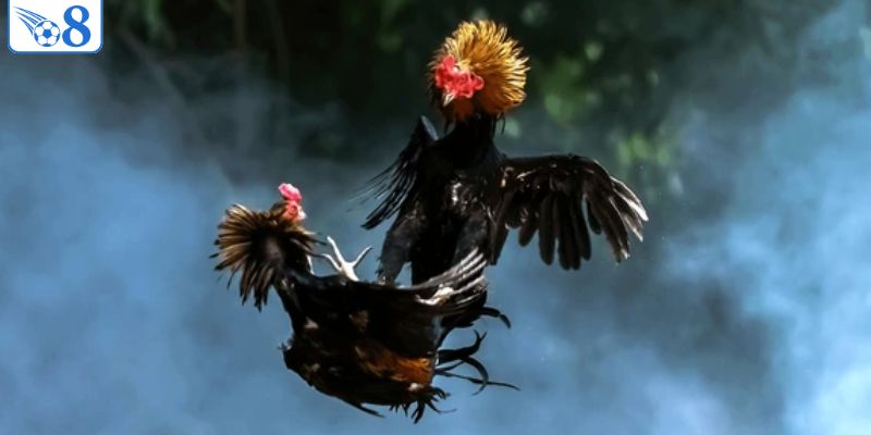 Tổng hợp các hình thức đá gà được phát sóng trực tiếp